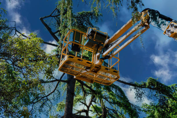 How Our Tree Care Process Works  in  Mikes, TX